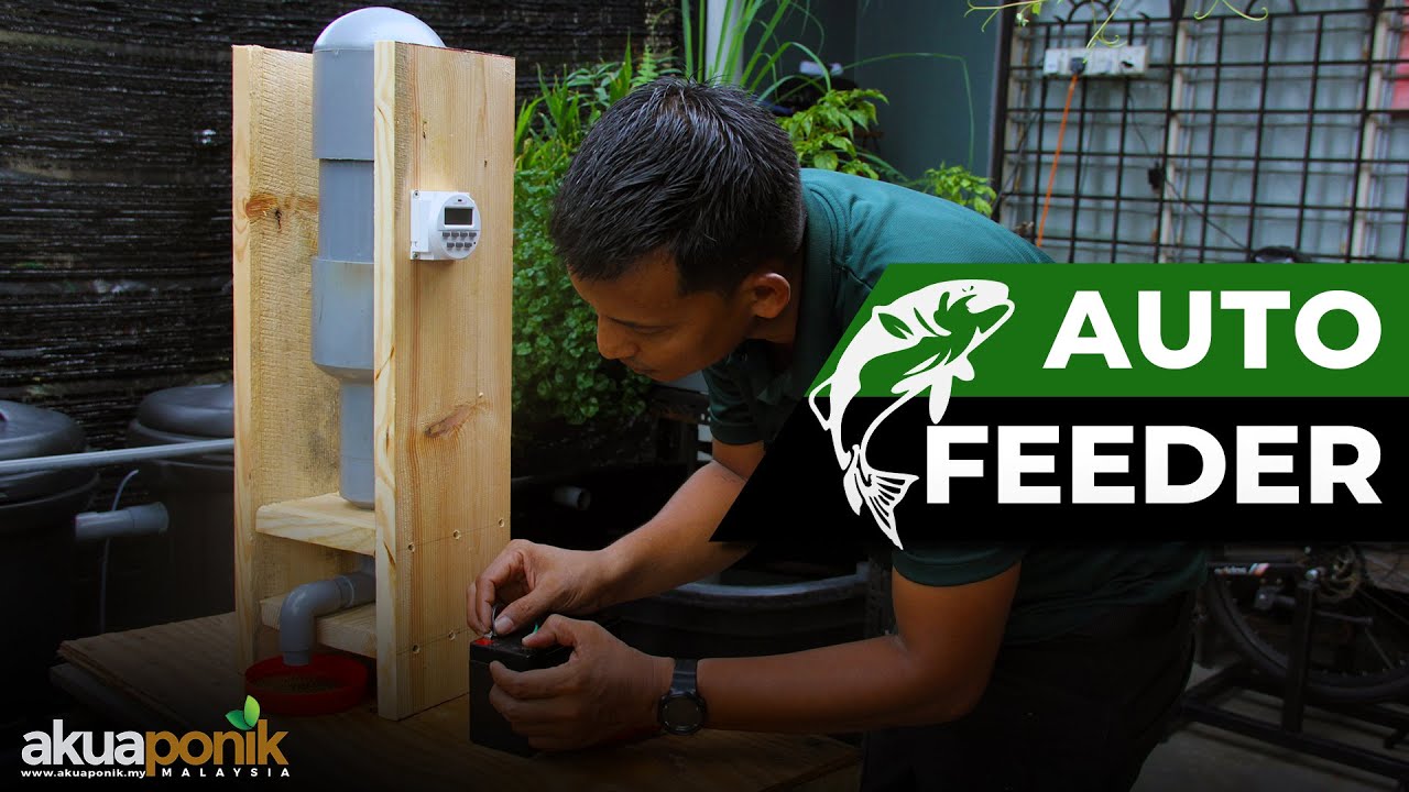 DIY Auto Feeder Makanan SIAKAP | Untuk Bagi Makan Ternakan Semasa Beraya Di Kampung