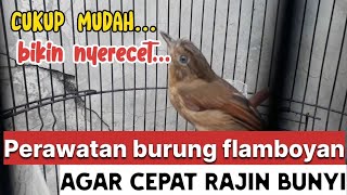 Perawatan burung flamboyan agar cepat nyuling dan rajin bersuara