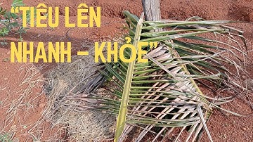 Cách Trồng Tiêu Đơn Giản Nhất. #TrồngTiêuÁc #HồTiêuNăngSuất #KỹThuậtTrồngTiêu