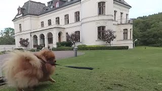 Pomeranian Queen of the Castle