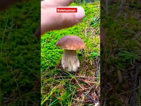 #funghi #porcini #boletus