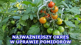 Pomidory Chorują - Najważniejszy Okres w Uprawie Pomidorów - Zaraza ziemniaka, Szara pleśń, Oprysk.