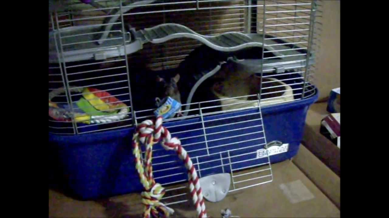 Pet Rat on a Thieving Run