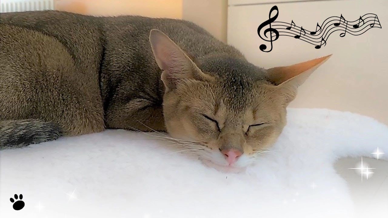 Picture of Healing Music for Anxious Cats (with cat purring sounds) - YouTube