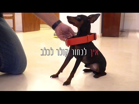 וִידֵאוֹ: סרטן הפה (מלנוציטי) בכלבים