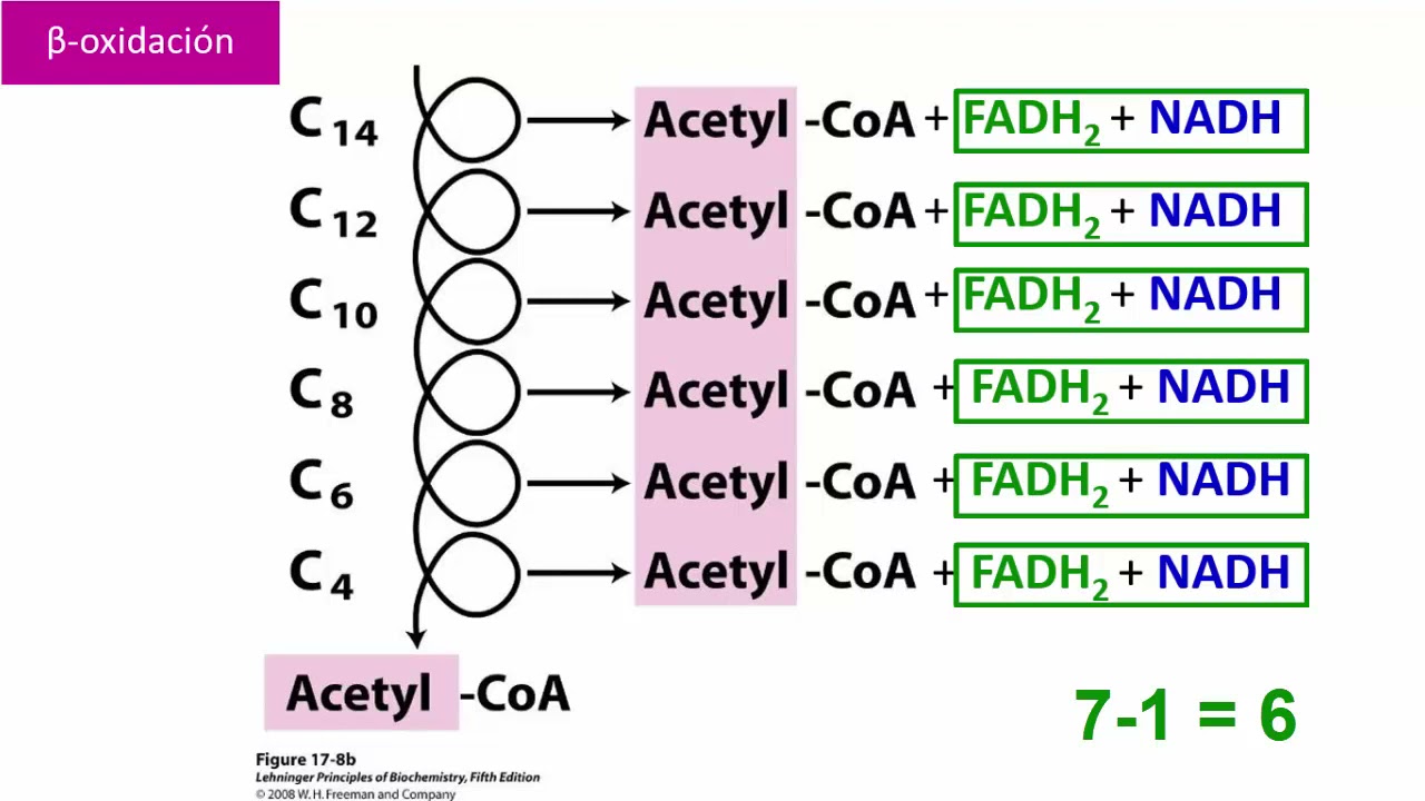 Beta oxidación de ácidos grasos saturados de cadena par YouTube