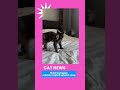 Bermuka dua #cats #cat #kucingbelangtiga #kucinglucu