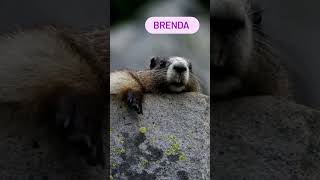 ei Brenda 😅 #shots #marmota #marmots #marmotas