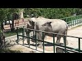 Посетители Тайгана любят делать селфи со слонами Taigan visitors love to take selfies with elephants