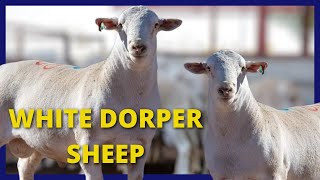 🔵 White Dorper Sheep - Glen Park Whites and Ultra Whites