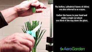 Come visit us at: http://www.aerogarden.comfor more aerogarden tips
and resources:
https://www.aerogarden.com/aerogarden-customer-service-support/