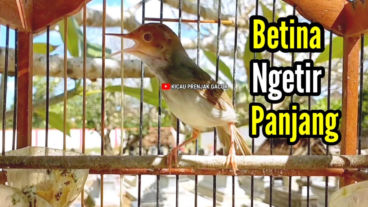 PRENJAK BETINA ‼️ MASTERAN PRENJAK BETINA Ngetir Panjang Istimewa Suara Jernih Memanggil JANTAN ‼️