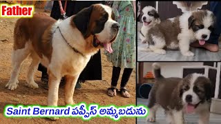 top quality Saint Bernard Puppies for sale in telugu/8121855689 /aj pets
