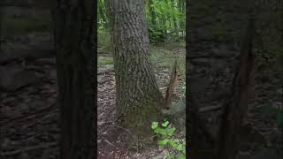 Sniper Prep & Forest War: Game ON! Wind Up! #shorts