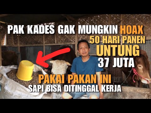 BENGKEL SAPI ALA PAK KADES❗️50 Hari Panen Untung Bersih 37 Juta, Gak Ruwet Dan Bisa ditinggal Kerja