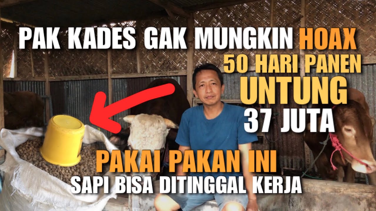 BENGKEL SAPI ALA PAK KADES❗️50 Hari Panen Untung Bersih 37 Juta, Gak Ruwet Dan Bisa ditinggal Kerja