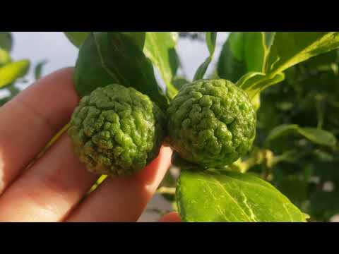 Video: Citrus Leaf Problems - Nplooj Tsaus Ntoo Citrus