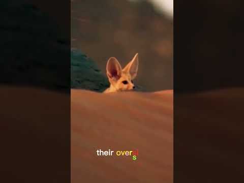Fennec Fox --