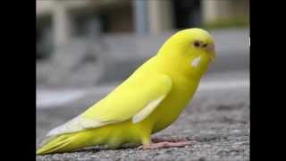 Video-Miniaturansicht von „Yellow Bird - Instrumental“