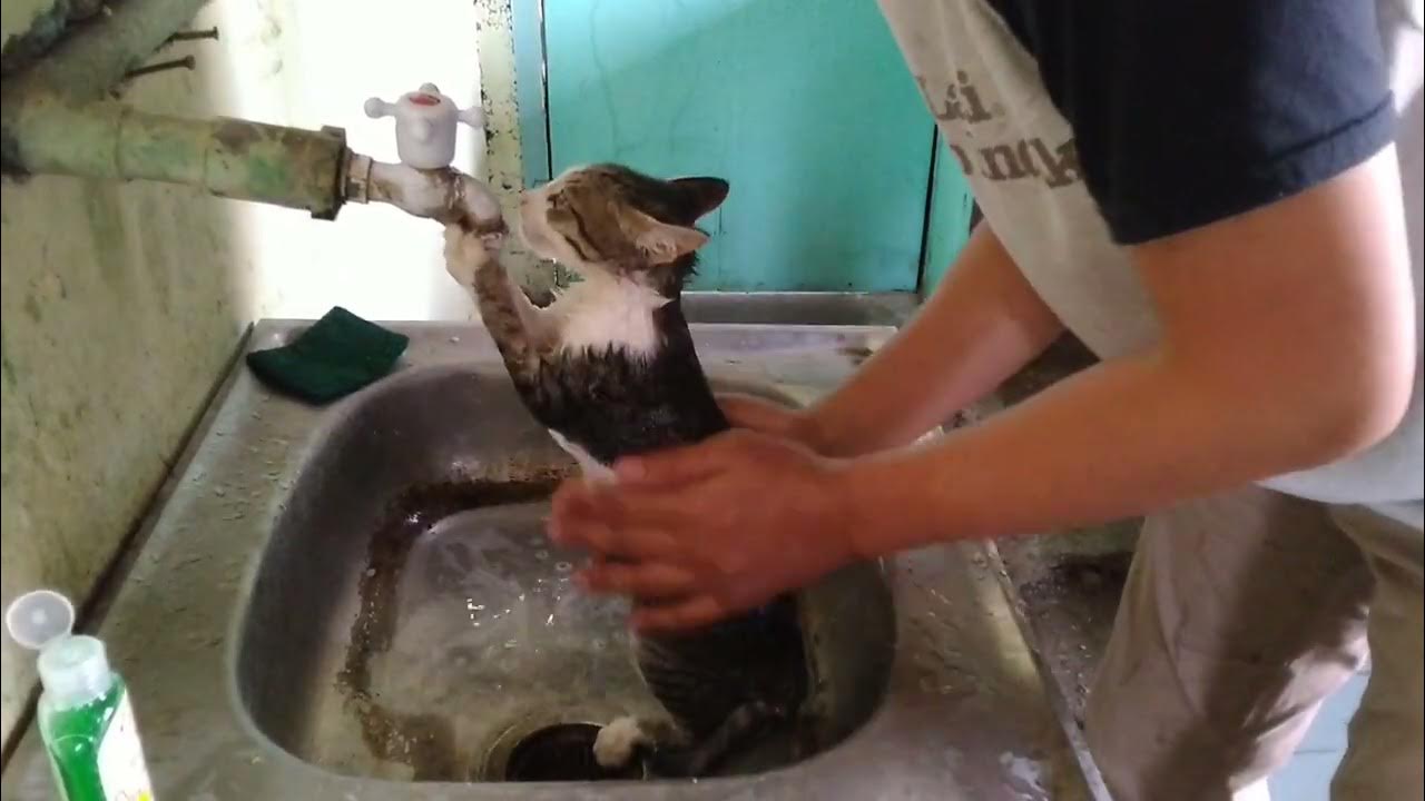 The reaction of the kittens when they bathed them for the first time
