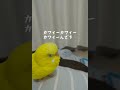 親も手羽も食べる恐ろしいトリ