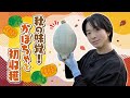 【秋の味覚】澤夏、かぼちゃを初収獲する