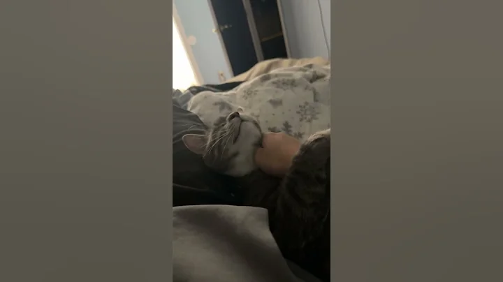 Video 11657971: cats kitten catlover pets, catlover pets cats animal, kitten catlover pets funny, cat best pets