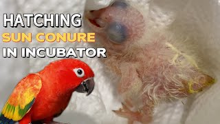 Parrot egg hatching in Incubator | Tiny egg hatching
