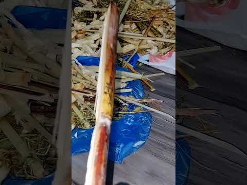 ሽኮራ በላን በስት አመታችን 