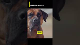 ALL ABOUT THE BOERBOEL