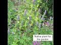 Plant   Anise hyssop & garden deer troubles