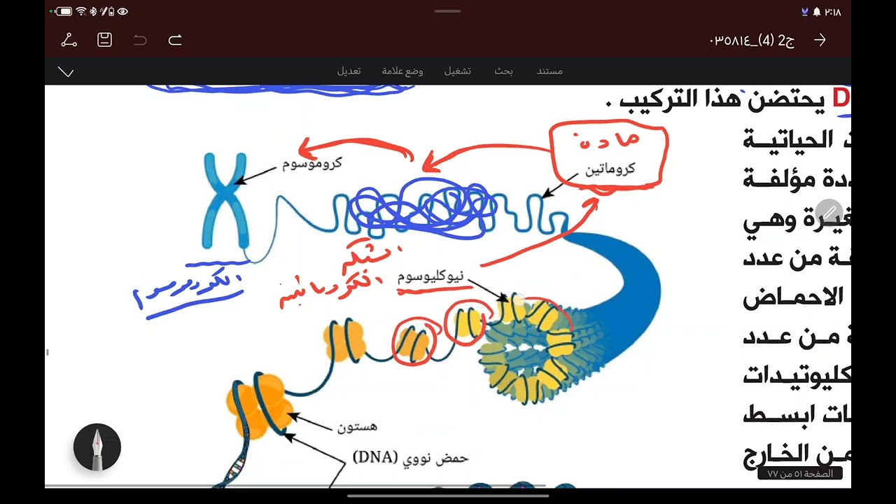 المحاضرة رقم  35  : تركيب ال DNA