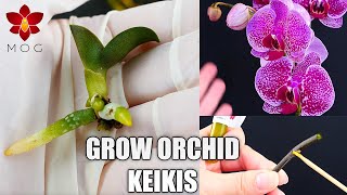 How to grow Baby Orchid Plants (Keikis)  Keiki Paste for Phalaenopsis  Orchid Care for Beginners