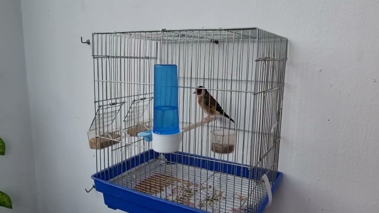 تغير درجة الحرارة بالنسبة للطيور