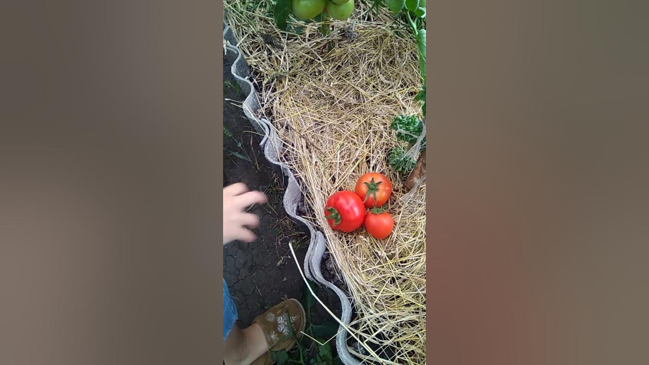 Томаты Любаша первый сбор - YouTube