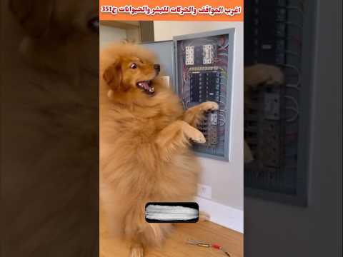 The Strangest Situations And Actions Of Humans And Animals Part 351 