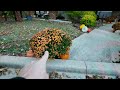 Day 11 Houseplant Vlog: Mum Maintenance I Leaf Cleanup