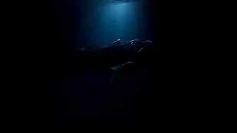 Whale shark 03.10.24