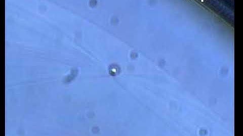 Migration of solid particles to the smectic meniscus