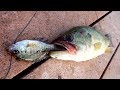 How to use LIVE BLUEGILL to Catch Bass!!