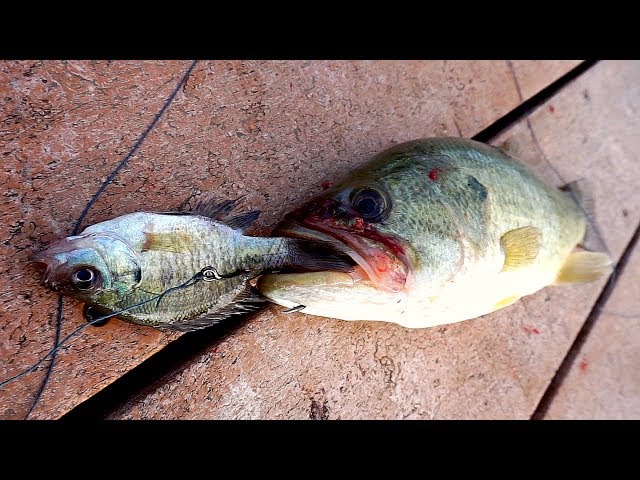 best bass lures for north carolina Top 3 lures for Lake Norman in February