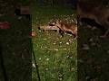 A Winged Dinner. #Merlin #Freya #Foxes #Wildlife #Chicken #Garden #Short