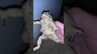 Toad frog sounds froglife  frog virallife toads animal amazinganimals wildlife toad