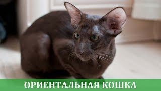 Ориентальная кошка