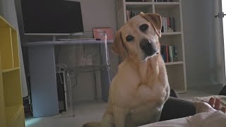 Labrador Retriever is so innocent that she's so transparent by 밀란이네 시트콤 105,477 views 11 months ago 4 minutes, 15 seconds