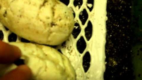 Cutting Ball Python Egg at day 50!!!