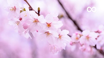 Thumbnail of Morning Relaxing Music - Chinese Zen Meditation Music, Stress Relief (Carmen)