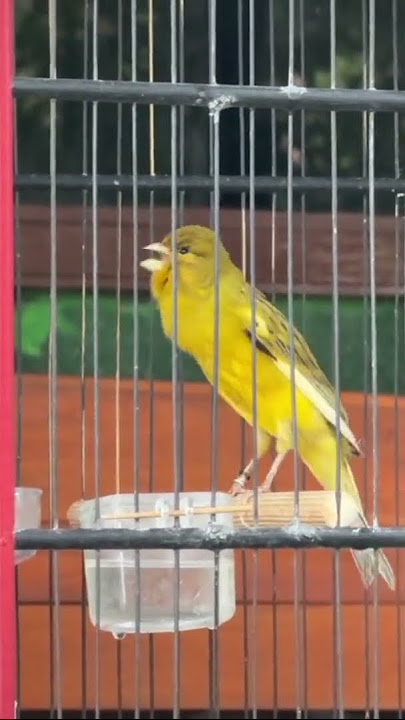 kenari gacor ngerek #kenari #canary #pets #birds #shorts #fyp