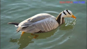 Duck Quacking On A River In The Forest