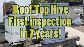 ❸ Rooftop hive: First inspection in 7 years!